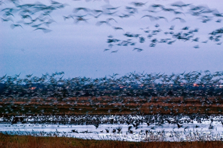 pink footed geese martin mere wetland centre lancashire.jpg